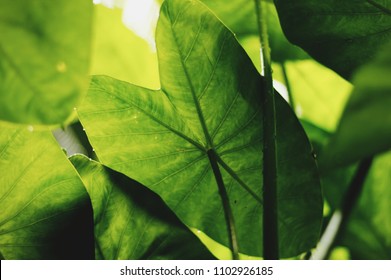 Elephants ears leaf in the forest. In raining day is so wet and drop of water. Select focus 