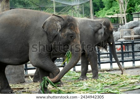  Elephants eat grass in their enclosure during the day at the zoo