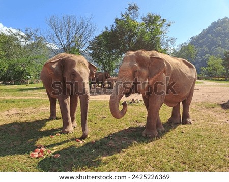 Elephants from the Elephant Nature Park in Chiang Mai, living their best life