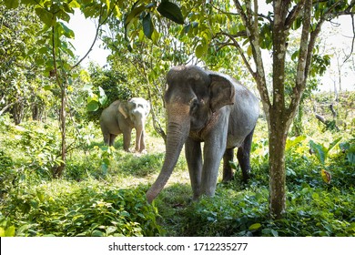 Elephants At Elephant Sanctuary In Phuket, Thailand