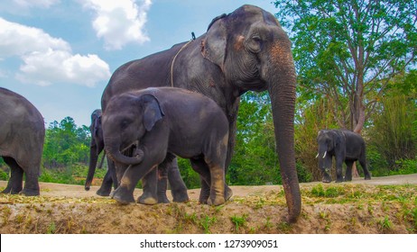 296 Elephant camp phuket Images, Stock Photos & Vectors | Shutterstock