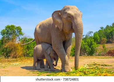 Elephants enjoying life at Patara Elephant camp