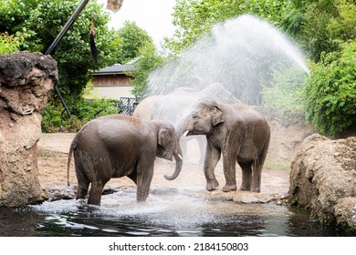 Elephants enjoying their envirement in Dublin Zoo.  Amazing photograph of 2 elephants playing in the water.  Background or high resolution image.  Elephant promotion.  Happy animals. Phoenix Park.