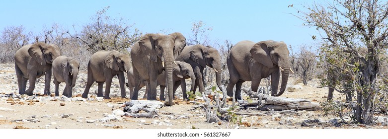 3,531 Elephant Panoramic Images, Stock Photos & Vectors | Shutterstock