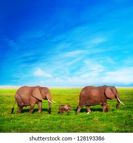 Elephants Family On African Savanna. Safari In Amboseli, Kenya, Africa