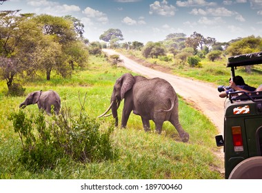 Elephants Family On Pasture In African Savanna . Tanzania, Africa. 