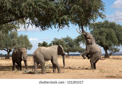 Elephants Feeding