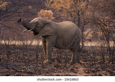 Elephants In Fire Ravaged Bush