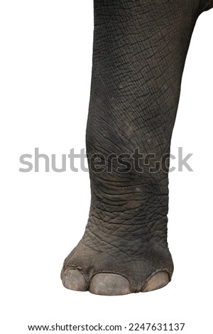 Elephant's foot isolated on white background. This has clipping path.