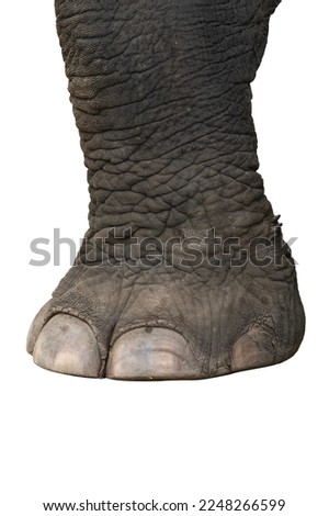 Elephant's foot isolated on white background. This has clipping path.