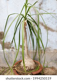 The Elephant's Foot Or Ponytail Palm Plant In My Garden