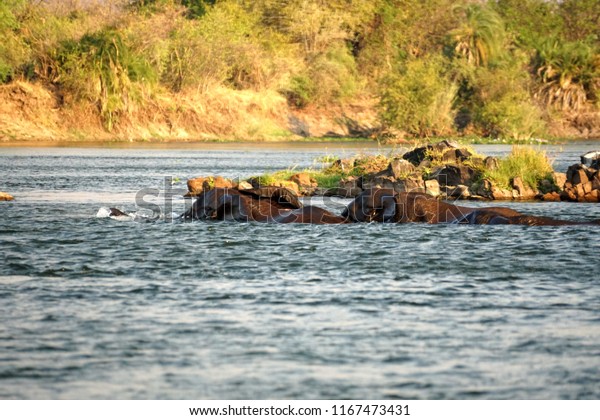 Elephants Having Sex Zambezi River Above Stock Photo Edit Now