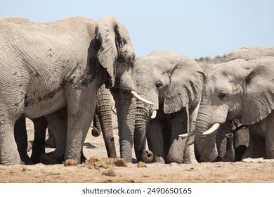 Elephants Herd Drinking Water at Khutse Game Reserve - Molose Waterhole  - Powered by Shutterstock
