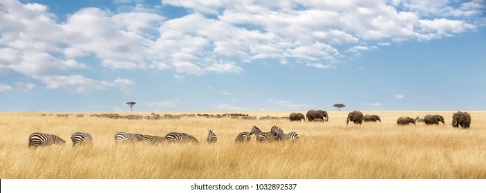 Слоны стада и мигрирующие зебры в Масаи-Мара. Панорама в популярных размерах баннеров социальных сетей