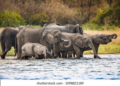 Elephants herd in river in Liwonde N.P. - Malawi