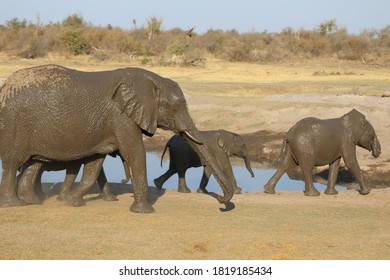 Elephants At Jamala In Madikwe