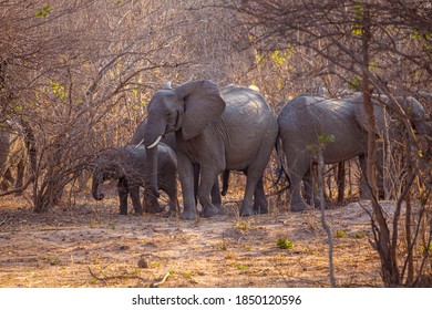 Elephants In The Kafue National Park