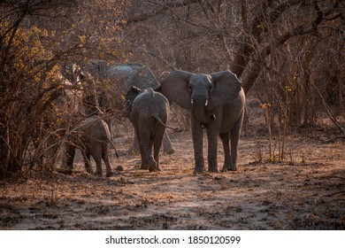 Elephants In The Kafue National Park