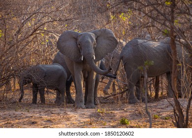 Elephants In The Kafue National Park