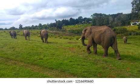 Elephants In Knysna, South Africa