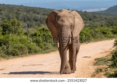 Elephants in the Kruger National Park, in South Africa