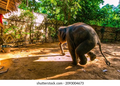 7,185 Playful elephants Images, Stock Photos & Vectors | Shutterstock