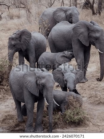 Elephants are large, majestic mammals belonging to the family Elephantidae, known for their distinctive appearance and remarkable intelligence. 
White Elephant
Gray Elephant 