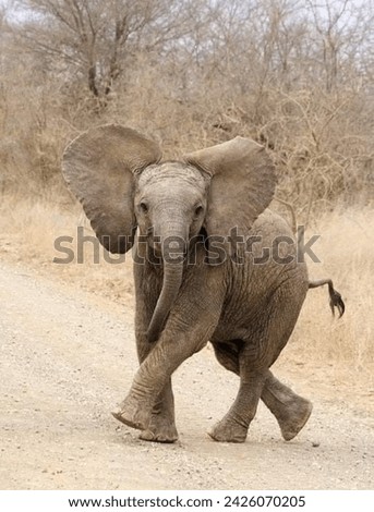 Elephants are large, majestic mammals belonging to the family Elephantidae, known for their distinctive appearance and remarkable intelligence. 
White Elephant
Gray Elephant 