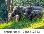 Elephants are large mammals and are the largest land animals. Wild elephants eat plants. They are big, have a small head, big legs, and have a trunk that reaches to the ground. That trunk is the nose.