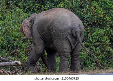 Elephants are the largest land animals today. Take a pregnancy up to 22 months, which is the longest of the land animals of all kinds. Newborn elephant has an average weight of 120 kg.