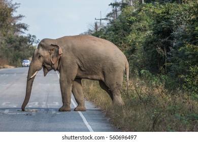 Elephants Largest Land Animals Today Take Stock Photo (Edit Now) 560696494