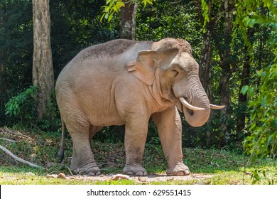 Elephants Largest Land Animals Today Take Stock Photo (Edit Now) 629551415