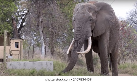 Elephants are the largest land mammals on earth and have distinctly massive bodies, large ears, and long trunks. They use their trunks to pick up obje