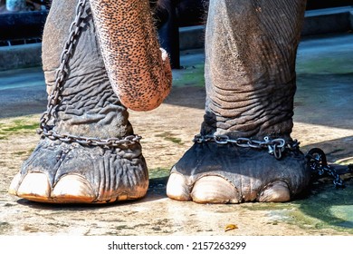 1,308 Elephant on one leg Images, Stock Photos & Vectors | Shutterstock