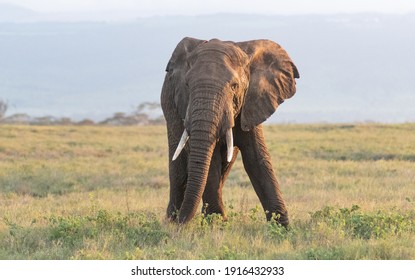 Elephants Of Lewa Wildlife Conservancy, Kenya, Africa 