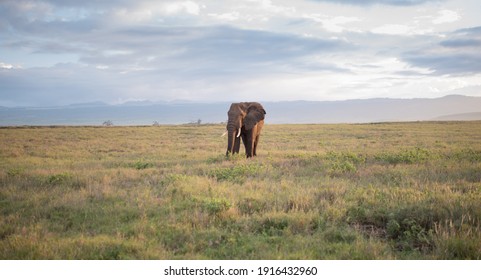 Elephants Of Lewa Wildlife Conservancy, Kenya, Africa 