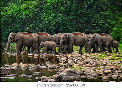 Elephants From Mankulam Forest Kerala