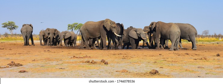 Elephants at the Marabouvlei waterhole, Savuti area, Chobe National Park, Botswana