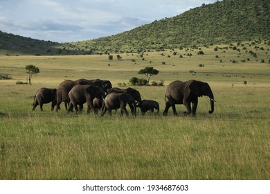 Elephants In Massai Mara Kenya