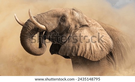 Elephants often gather sand and mud with their trunks and throw it onto their bodies, to provide protection from sun and for repelling bugs
