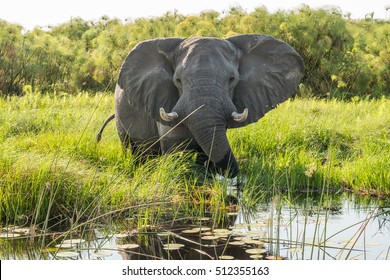 Elephants, Okavango Delta, Botswana