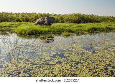 Elephants, Okavango Delta, Botswana