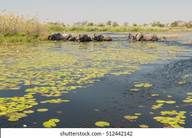 Elephants, Okavango Delta, Botswana