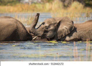 Elephants, Okavango Delta, Botswana