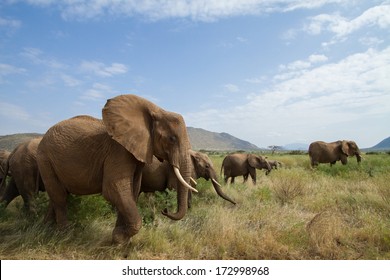 Elephants On The Move. Samburu, Kenya