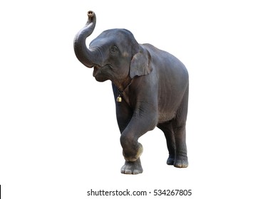The elephants on white background with clipping path