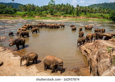 3,275 Pinnawala Elephant Orphanage Images, Stock Photos & Vectors ...