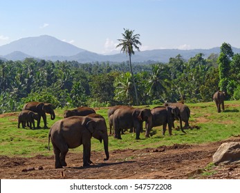 3,275 Pinnawala Elephant Orphanage Images, Stock Photos & Vectors ...