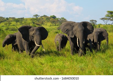 Elephants In Queen Elizabeth National Park, Uganda