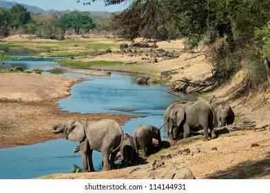 Elephants Quenching Their Thirst In The Great Ruaha River, Tanzania.